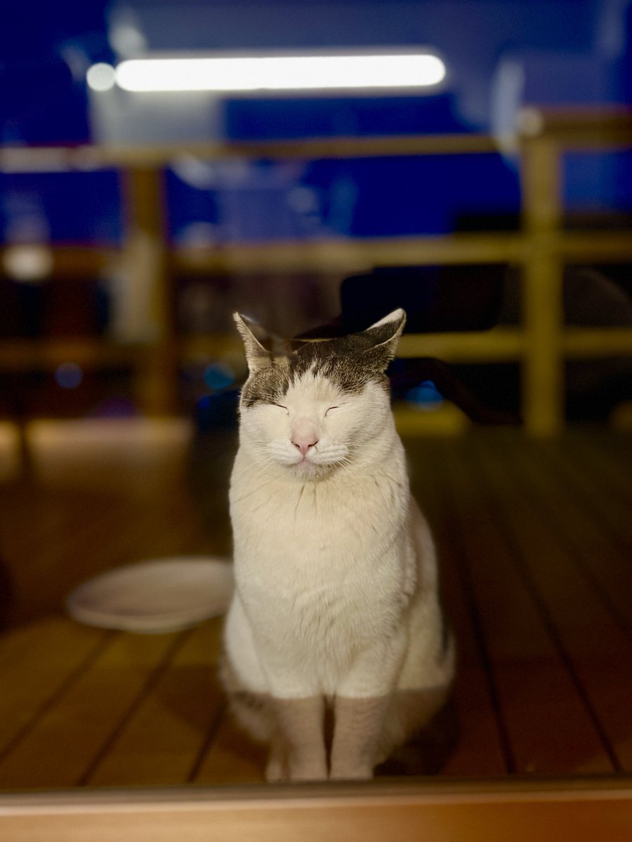 カリン様みのあるうちの野良猫置いときます…