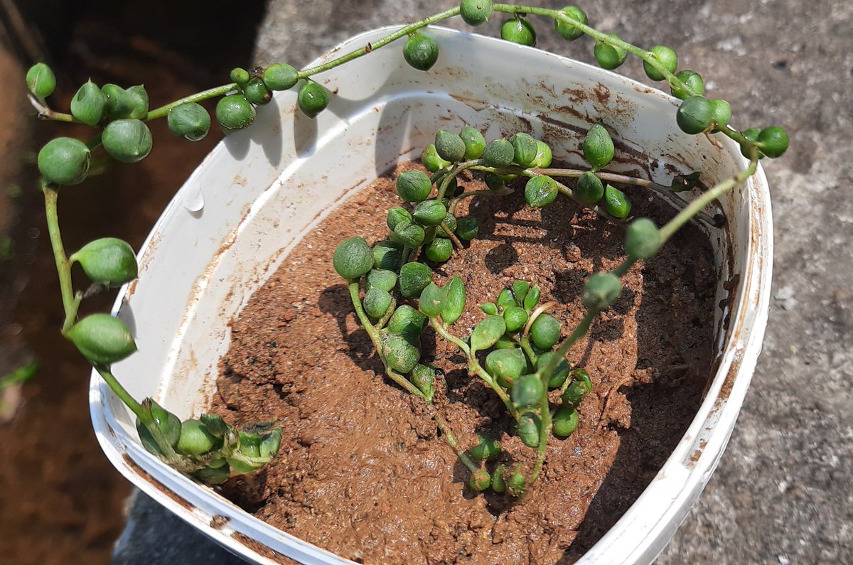 _Aswathy_S's tweet image. Got myself a new plant 🥲💓. This was all-over my tl at one point and finally after months I brought one from @PlantOrbit.

 #StringOfPearls