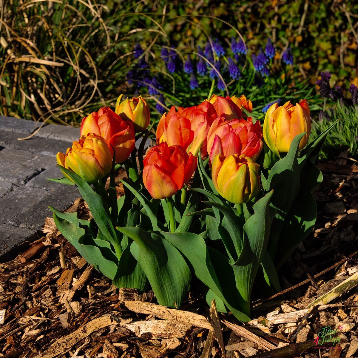 time4tulips's tweet photo. 🌷This is Monte Orange, a double tulip with a showy orange color. She has sturdy stems to hold up the luxurious flowers. Perfect for in the border of the garden.

#time4tulips #fever_flowers #floweraddict #tulpen #tulips #FlowersonFriday https://t.co/oGaO4gLeqh