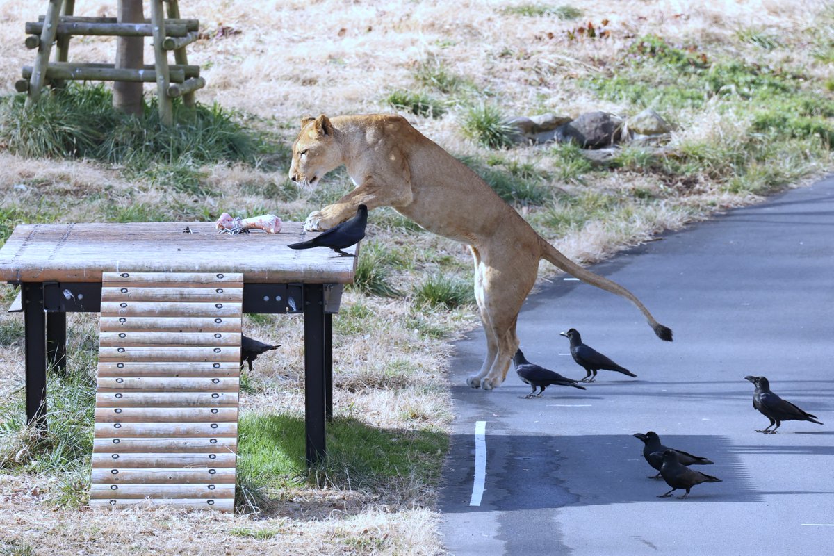 ライオンとカラスは絶妙な距離感を保っております。」 #lionbus