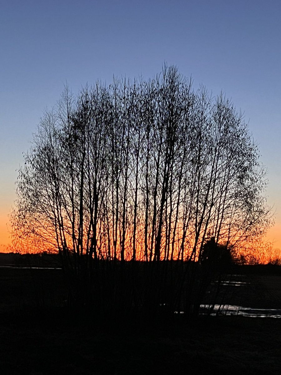 6.3.24 #sonnenuntergang auf dem #jakobsweg bei #Märjamaa in #Estland t.me/PilgerUnterwegs instagram.com/reise_pilger x.com/Reise_pilger youtube.com/@Reise_pilger1… tiktok.com/@der.pilger #fromtallinsosantiago #fromtallintosantiagodecompostela #estonia #eesti #caminodesantiago