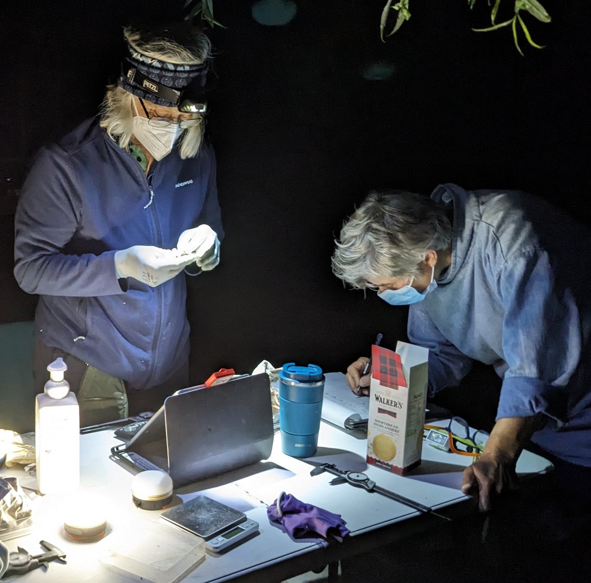 NorwichBats's tweet photo. Happy International Womens Day! Let's celebrate the achievements of the fabulous ladies undertaking cutting edge research, leading bat walks &amp; running events here in Norfolk, without you many people would know far less about Norfolk's bats! #InternationalWomensDay https://t.co/HqbHHlbHUN
