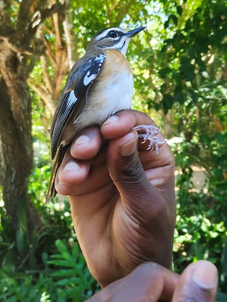 See who we found this morning..
Bearded scrub robin, one among the different species of birds we ring here at Mwamba field study center. Feel free to join us every Thursday for #birdringing
#Birdstories
#Birdseaters 
#Creationcare
#conservation