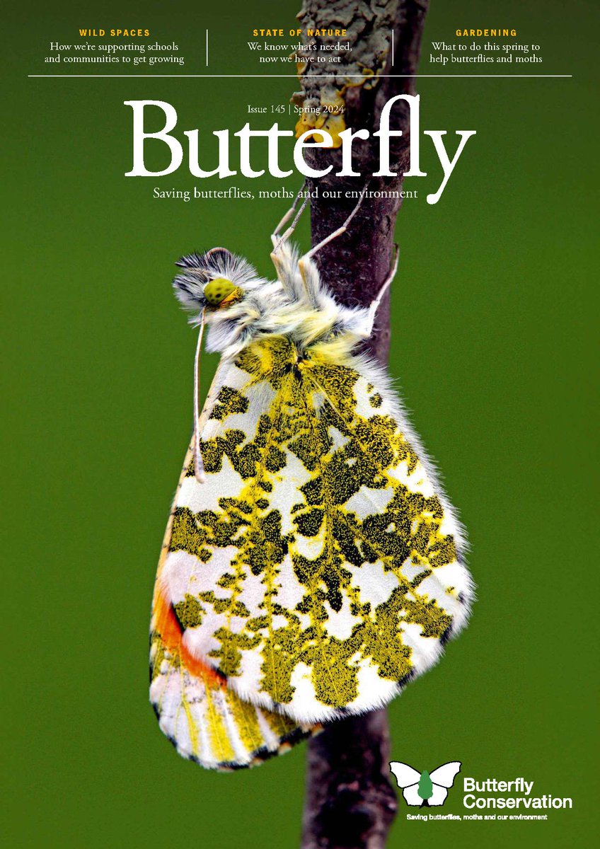 The Spring edition of Butterfly magazine should now be with Butterfly Conservation members! 🙌 Features include Wild Spaces, State of Nature, gardening tips for spring and more! Don't miss out 👉 butrfli.es/2X3U7oi 📷: Silvia Reiche #SaveButterflies #MothsMatter