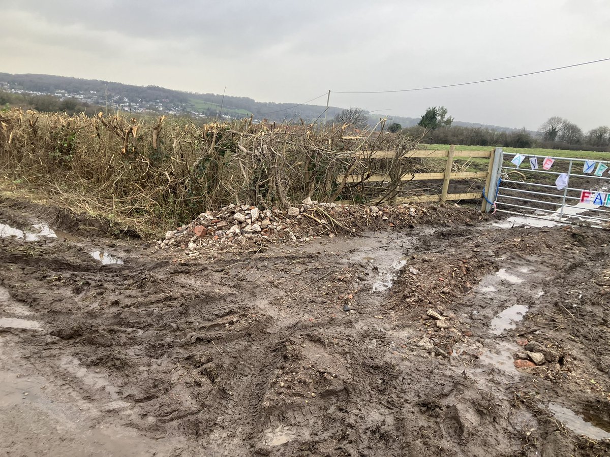 Danica Priest🦇🦎🦇🦎🍃💚🍃 tweet media