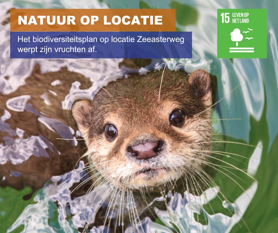 NATUUR OP LOCATIE | Biodiversiteitsplan Zeeasterweg: rond de otterholt loopt een wezel, een bunzing en een otter! Lees meer: ap.lc/RDxgx #SDG15 #fauna #stortlocatie #otter #biodiversiteit <a href="/LBFlevoland/">Landschapsbeheer Fl.</a>