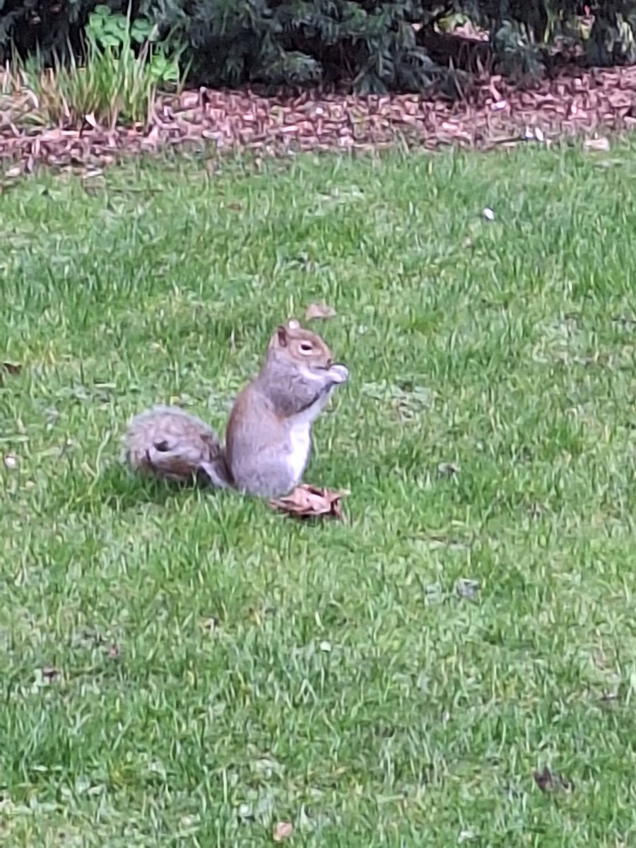 CommsCollab's tweet photo. Meet the Harrington squirrel  #uclan #UclanWildlife  @UCLan @UCLanHealth https://t.co/vlx4jVoOdI