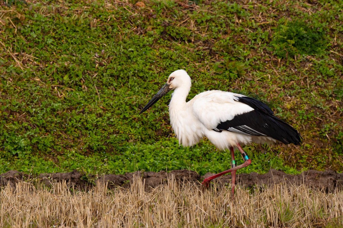 s7t73pf71's tweet photo. 今朝のコウノトリ

#コウノトリ #野鳥 #bird #wildlife #j0503 #j0358 #安来市 https://t.co/kvg3nJw3HN