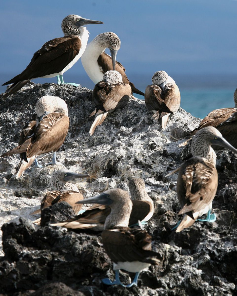 RandRtours's tweet photo. The Galápagos Islands are one of the most unique wildlife holiday destinations in the world, with many endemic species. We can help you plan a tailor-made itinerary to explore this magnificent archipelago. Please feel free to get in touch with our Ecuador specialist. https://t.co/aQnSeyUd7J