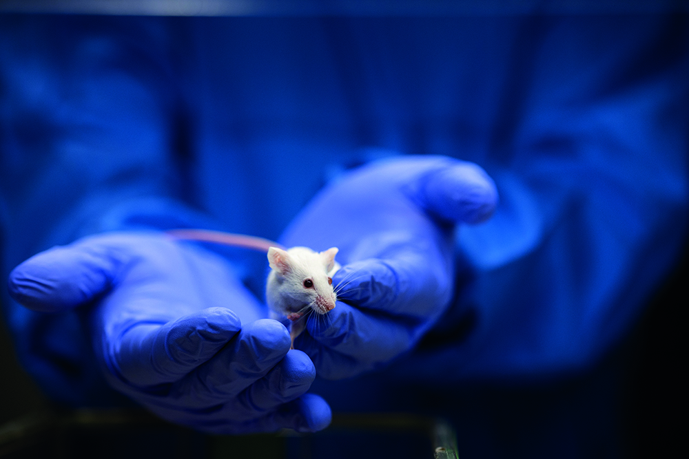 The government has outlined its commitment to further reduce the use of animals in scientific research by developing alternative methods and will publish a plan in the summer. Read more at ow.ly/htFb50QJZAa