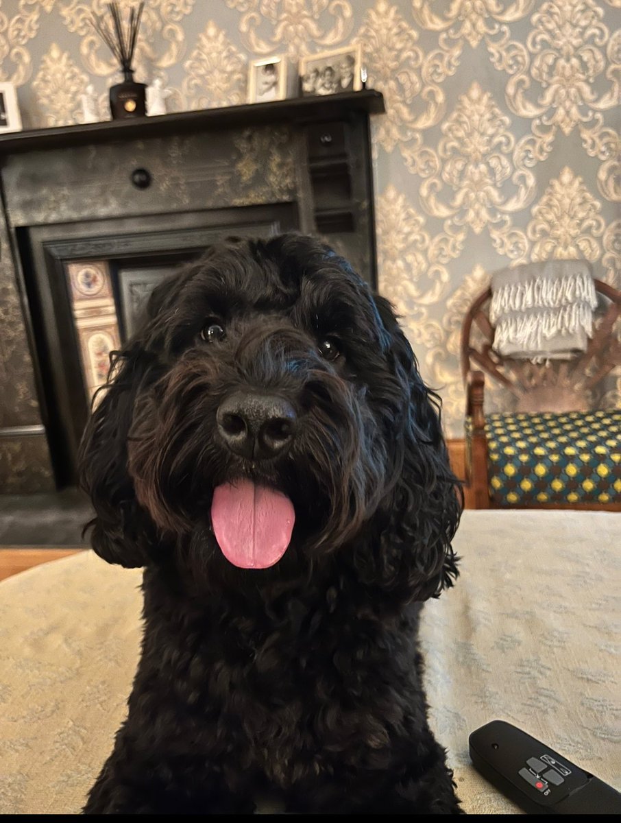 consukemacamura's tweet photo. 3 today, Freddie bhoy💚🐾 https://t.co/5WweiztuAC