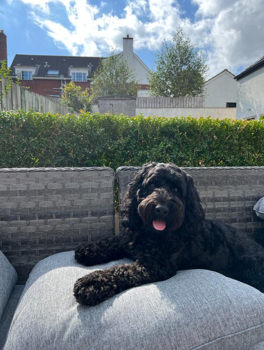 consukemacamura's tweet photo. 3 today, Freddie bhoy💚🐾 https://t.co/5WweiztuAC