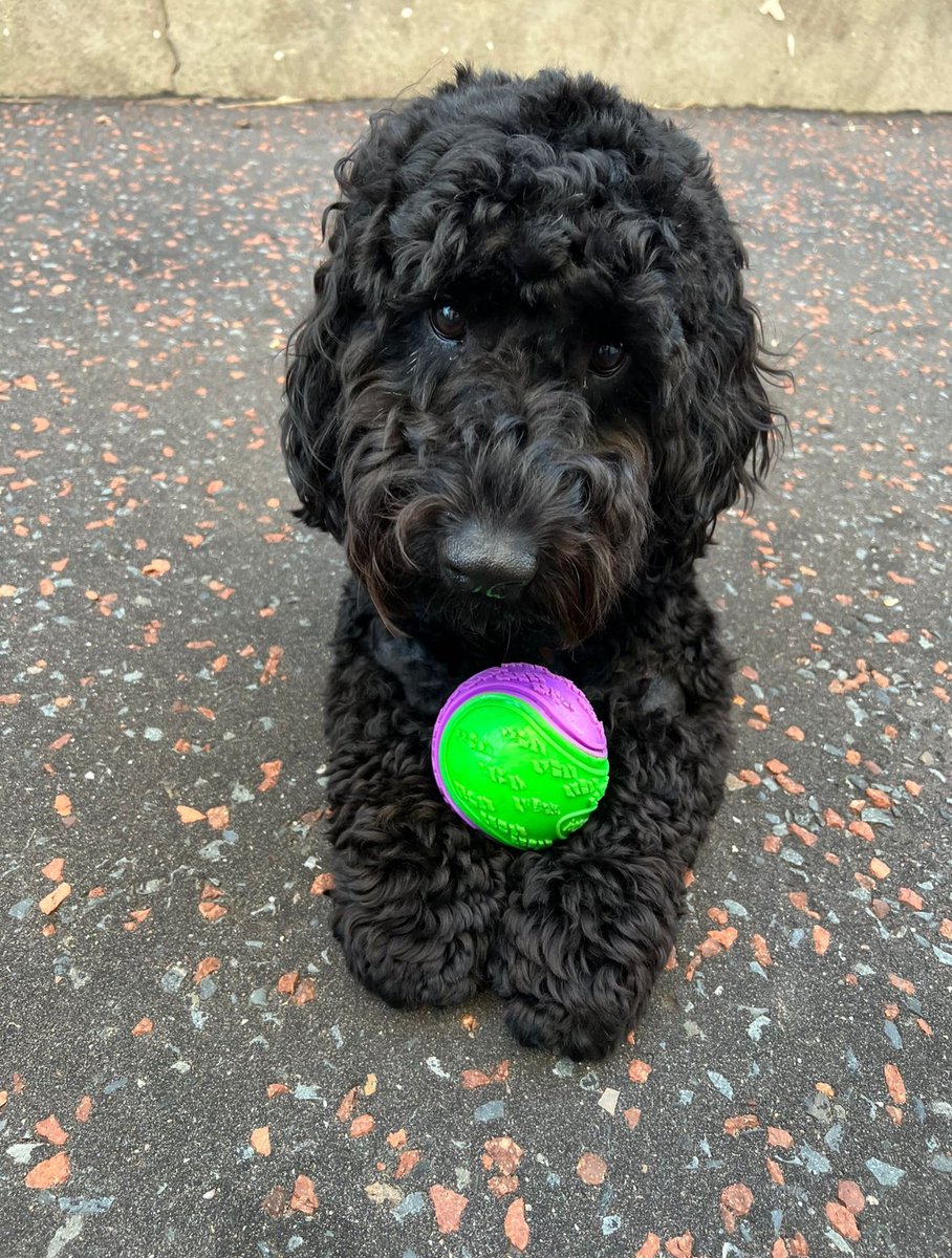 consukemacamura's tweet photo. 3 today, Freddie bhoy💚🐾 https://t.co/5WweiztuAC
