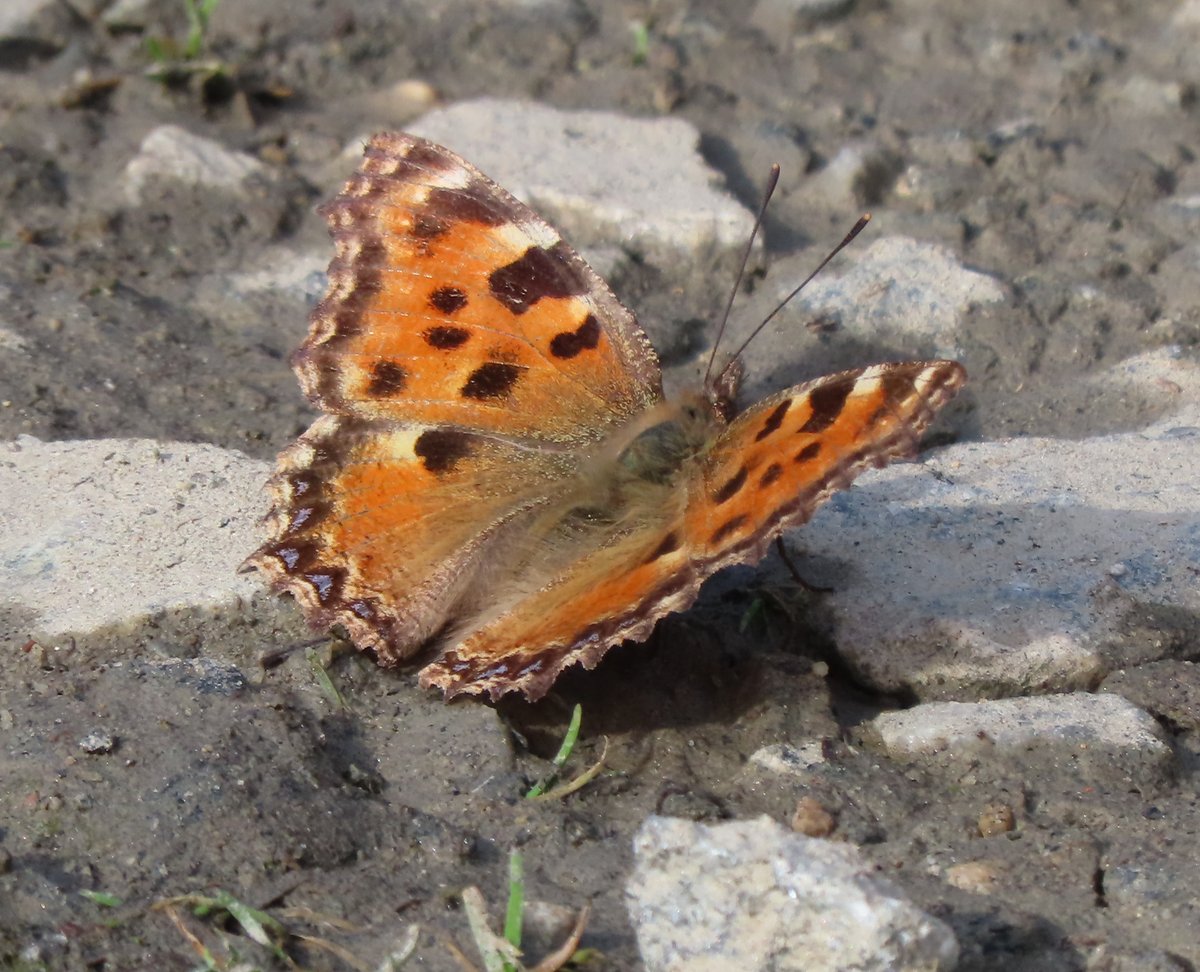 wavesfromfrance's tweet photo. First Large tortoiseshell of the season
#butterfly #largetortoiseshell #papillion #grandtortue #France https://t.co/sPPjbBSAOw