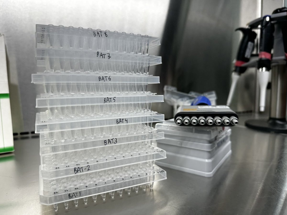 Almost 800 samples ready for sequencing with help of <a href="/BatConIntl/">Bat Conservation International</a> scholarship 🙌🏼. Months of work in tiny little volumes of liquid… from catching 🦇 in Zambia and Ghana, to extracting DNA from samples 🧬, amplifying mitochondrial markers, to preparing products 😮‍💨. Off they go🤞🏽
