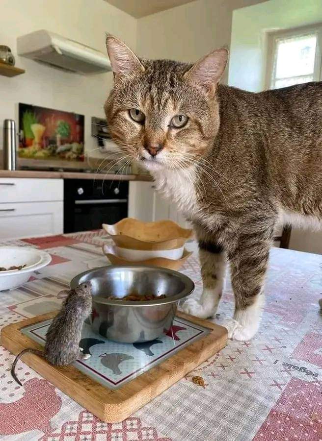 My food eatin my food🙀
#CatsOnTwitter