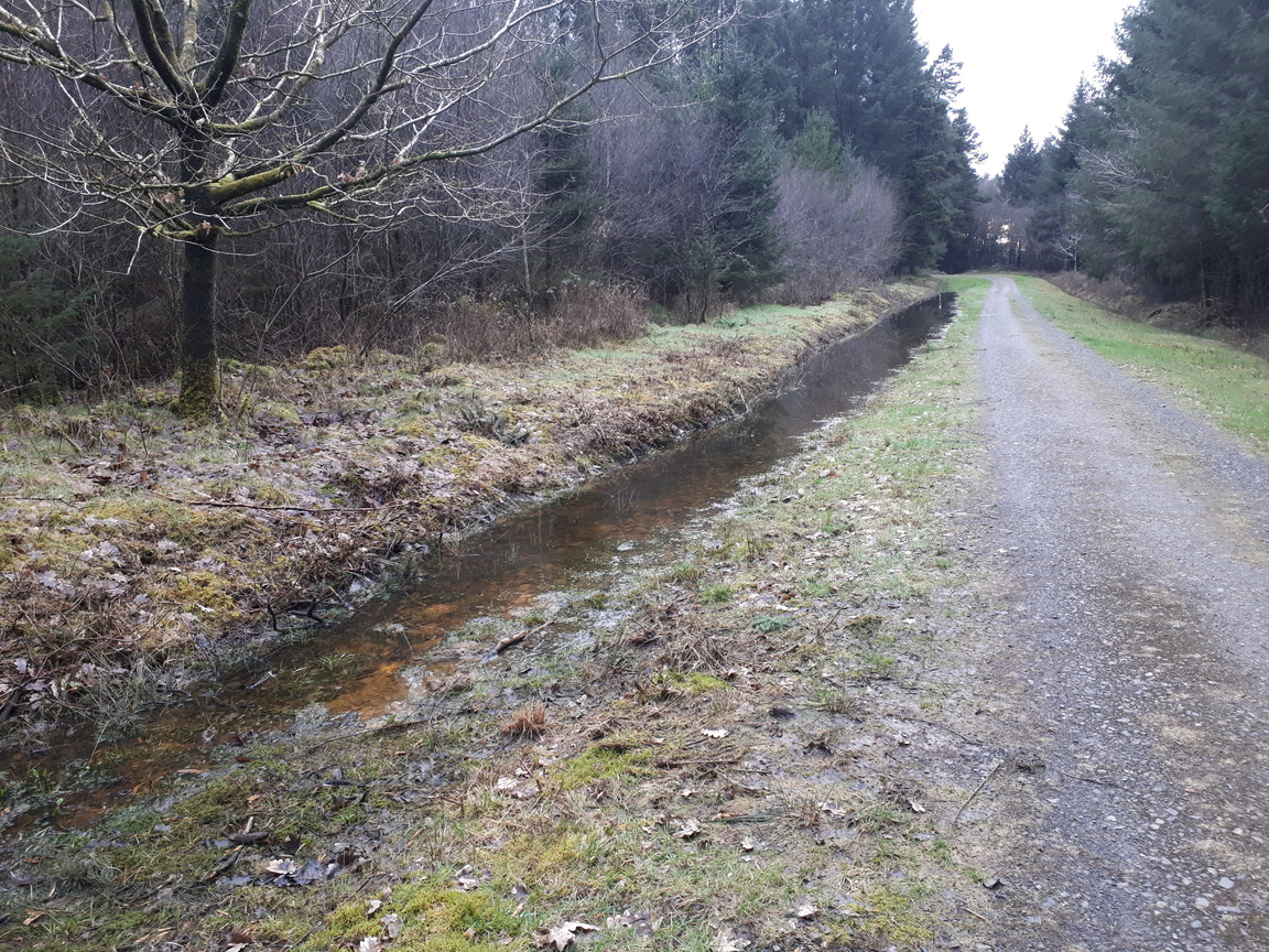 west_devon_info's tweet photo. Things have dried out slightly underfoot, so we squelched our way through #Halwill Nature Reserve at dusk yesterday. There were plenty of fallen trees to be seen. 

Plus some bonus water from #Cookworthy Forest yesterday. https://t.co/UxUZ3tflNA