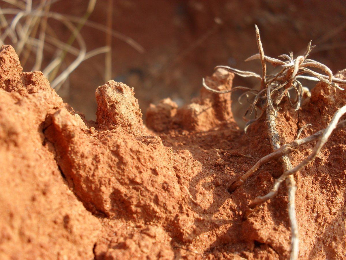 During the last days I've been receiving a lot of contacts for our initiative on #SoilErosion. 😊 Either way I would just like to remind you the deadline for contributions finishes on the 31 March. 😉 @EU_ScienceHub #plot #data More details here 👇🏽 esdac.jrc.ec.europa.eu/themes/europea…