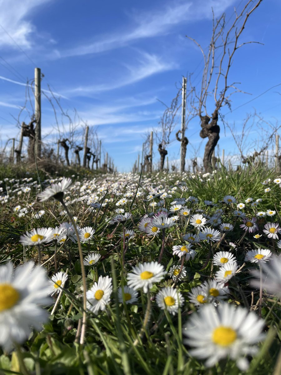 The Daisy follows soft the Sun --
And when his golden walk is done --
Sits shyly at his feet --
He -- waking -- finds the flower there --
Wherefore -- Marauder -- art thou here?
Because, Sir, love is sweet!
(Poem by Emily Dickinson) 🌼😍🍷
.
.
#daisy #daisies #vineyardlifestyle