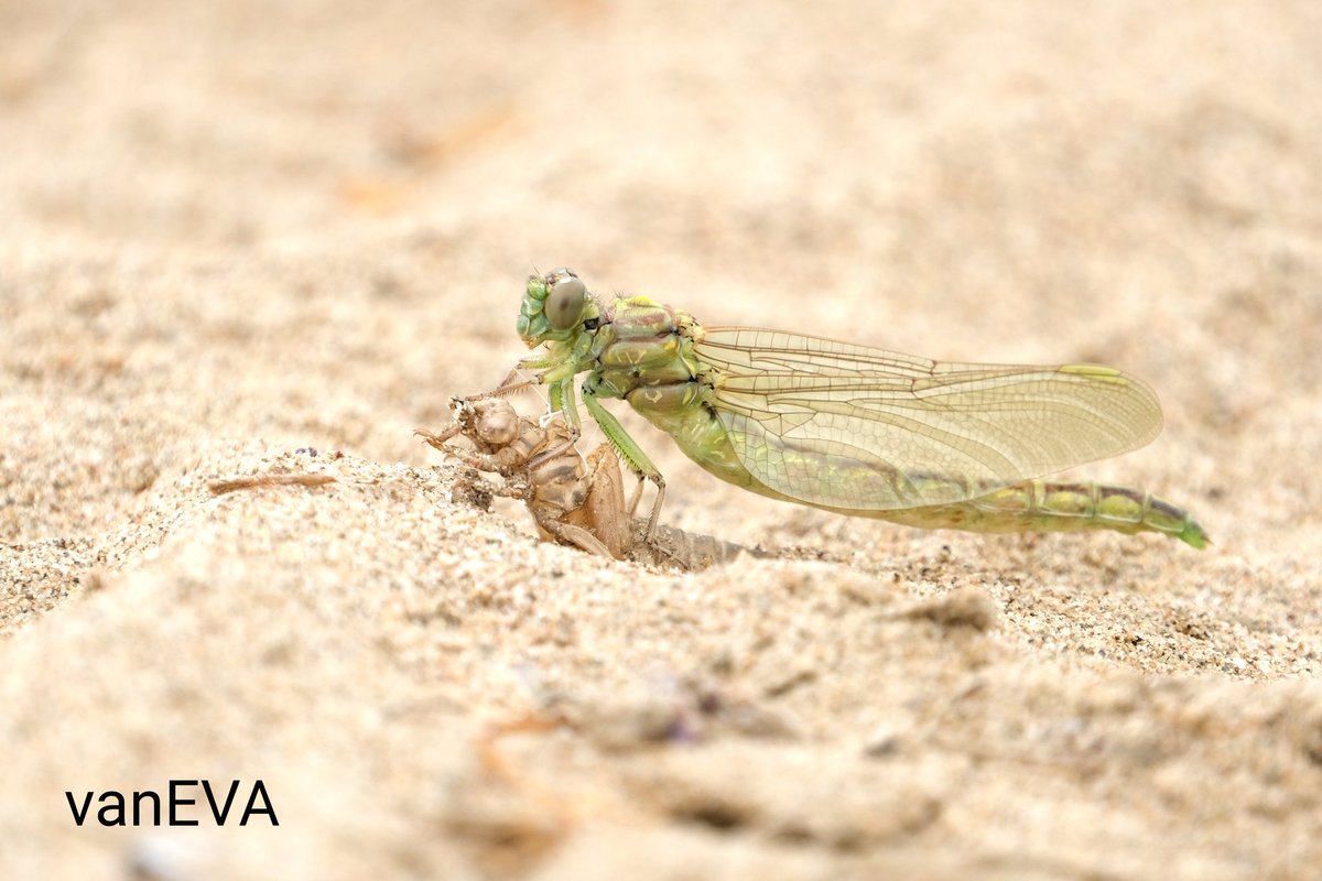 e_vanEVA's tweet image. Vandaag in #libellente begin ik met de #rivierrombout