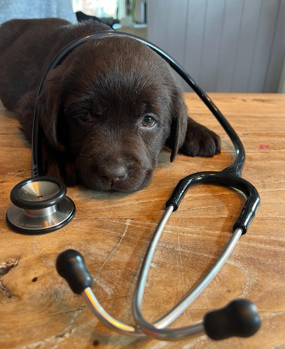 MARKdierenarts tweet media