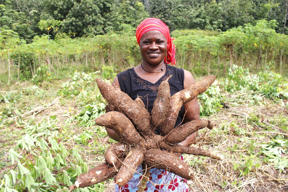 In Cote d’Ivoire, cassava is key! Today, we celebrate women near Taï National Park who are cultivating cassava - they are providing for their families, protecting their environment AND preserving the forests for future generations. ow.ly/yhRX50QM0nn #IWD2024