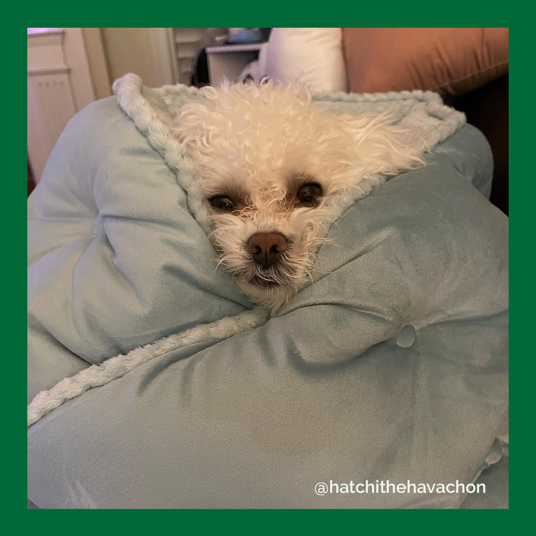 furhavenpet's tweet photo. Hatchi is ready for their close-up! 📸🥹
📸 hatchithehavachon on IG

#FurHaven #FurHavenPetProducts #DogBed https://t.co/CkbUT1b9Yz