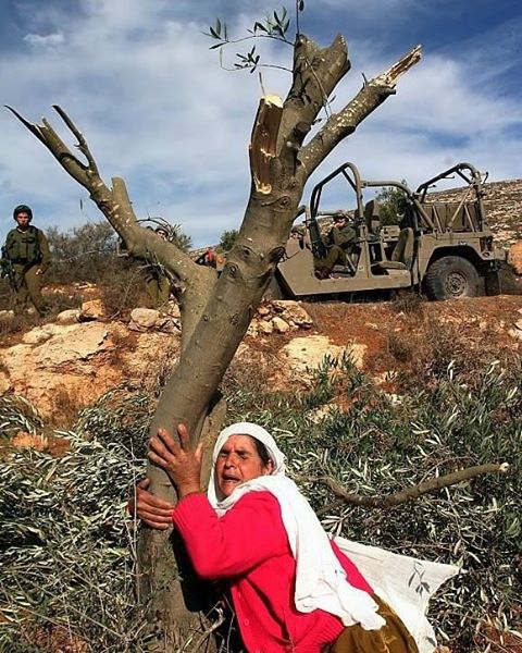 Aferradas a la vida y la existencia. Mujer palestina llora sus olivos talados por la ocupación israelí. En el Día De La Mujer, saludamos a todas las mujeres libres del mundo especialmente la Mujer Palestina símbolo de la lucha libertaria de su pueblo para acabar con la barbarie,