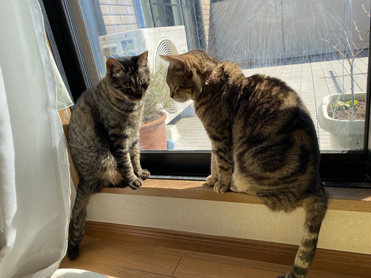 siropirania's tweet photo. 花粉の時期は室内で日向ぼっこです
花粉団子防止(＞人＜;)
#花粉　#花粉団子　#猫好き　#猫　#猫好きさんと繋がりたい https://t.co/cnHBSq73fZ