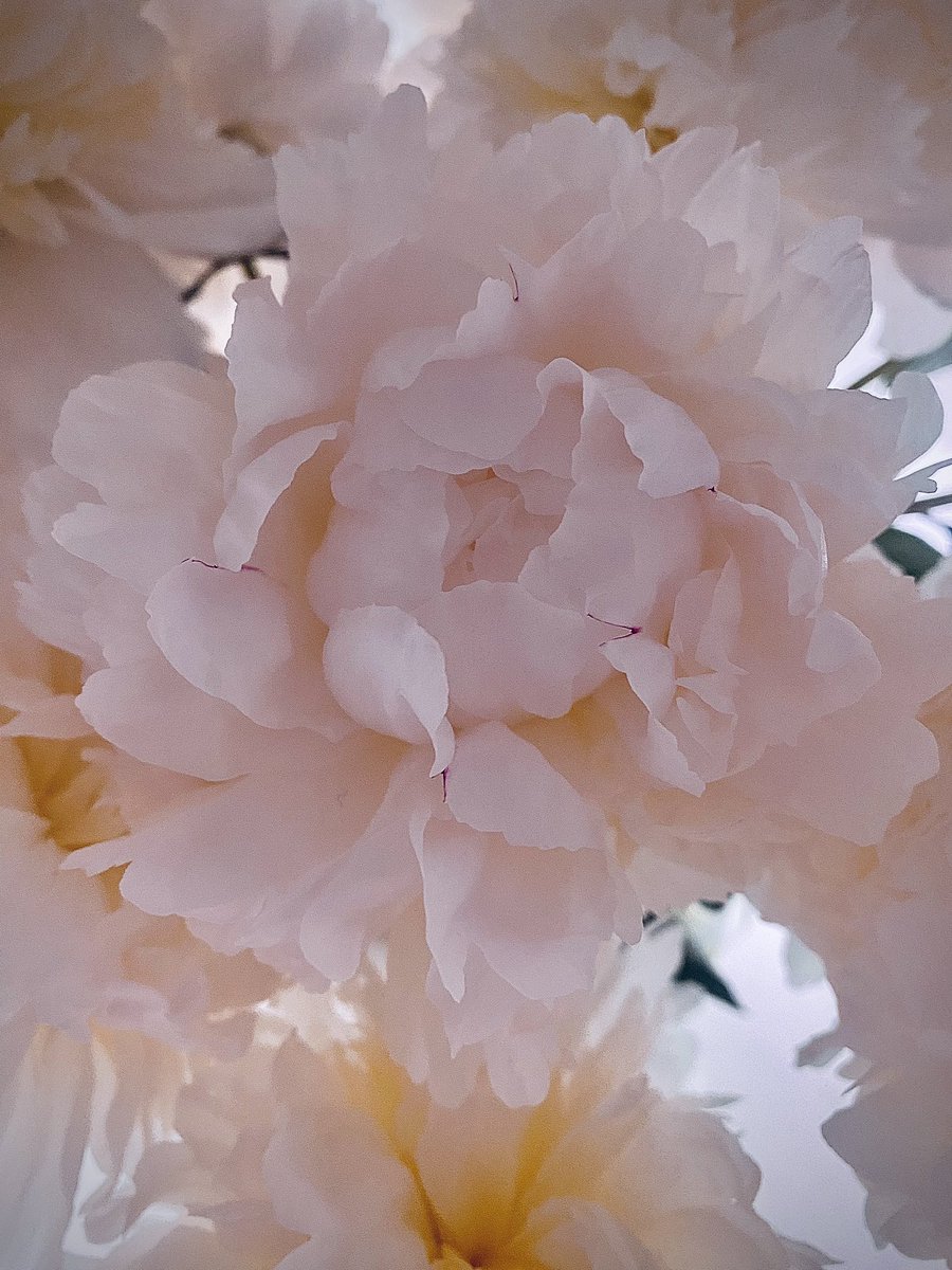 On #InternationalWomensDay we celebrate extraordinary women &amp; girls who defy expectations, shatter barriers, uphold distinction &amp; leave a lasting impact. I applaud those who exhibit courage, stand firm in their beliefs, &amp; strive for excellence. Let us remember that true greatness