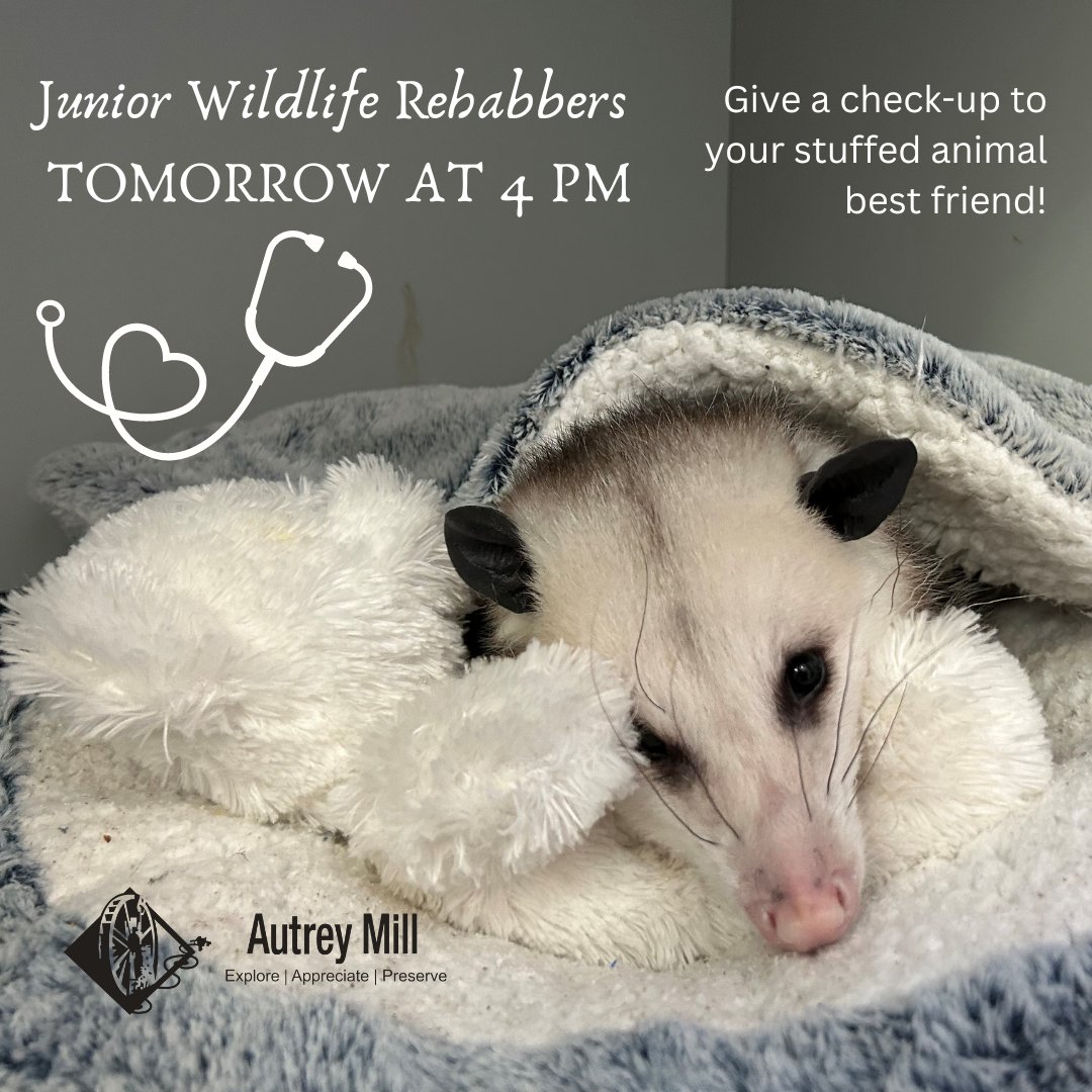 autreymill's tweet image. That's right! Tomorrow is our Junior Wildlife Rehabilitators program, where participants get to bring their stuffed animal friends for a check-up from a real Wildlife Rehabilitator! We can't wait to see you. Appointments start at 4:00pm.