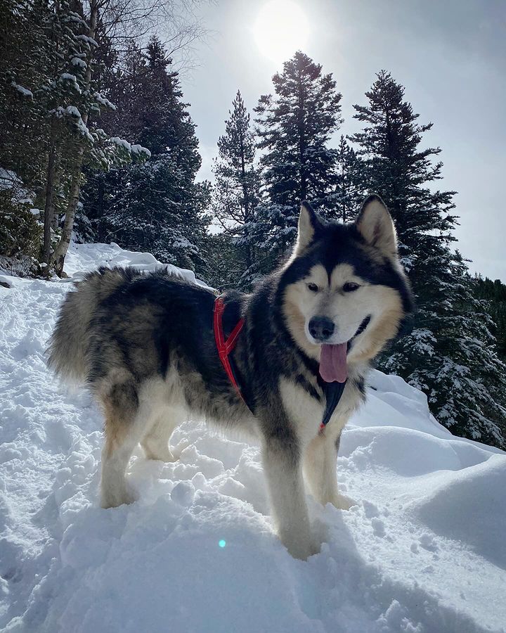 Jordan Alaskan Malamute 🐺🇦🇩 tweet media
