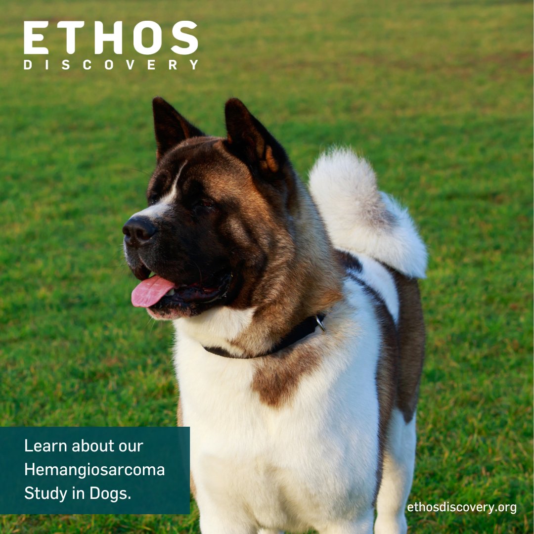 #EthosDiscovery is dedicated to advancing research for dogs with hemangiosarcoma, a rare but aggressive cancer. Our Scientific Program is making strides in understanding and combating this disease. #akita