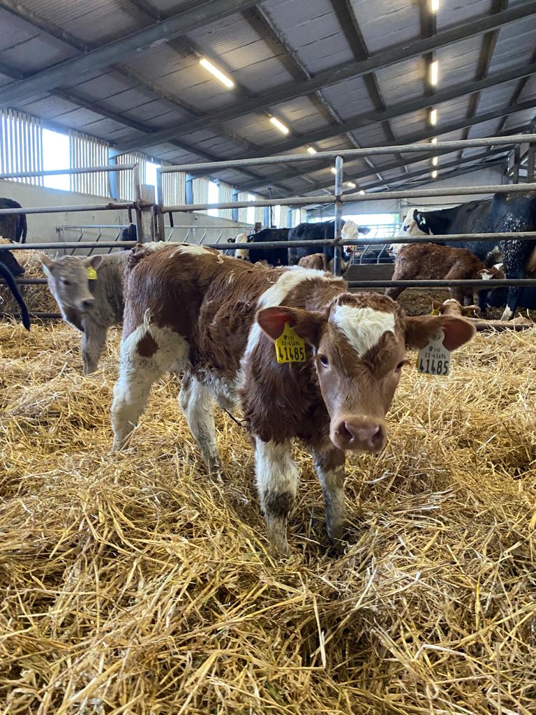 At #NewfordFarm 68% of the herd has calved within the first 5 weeks (as of 3rd March),with the first cow calving on the 29th January. 66 cows out of 91 in-calf animals have calved(up to 6th March). The later calving cows have received their Rotavec Corona vaccination.#NewfordDemo