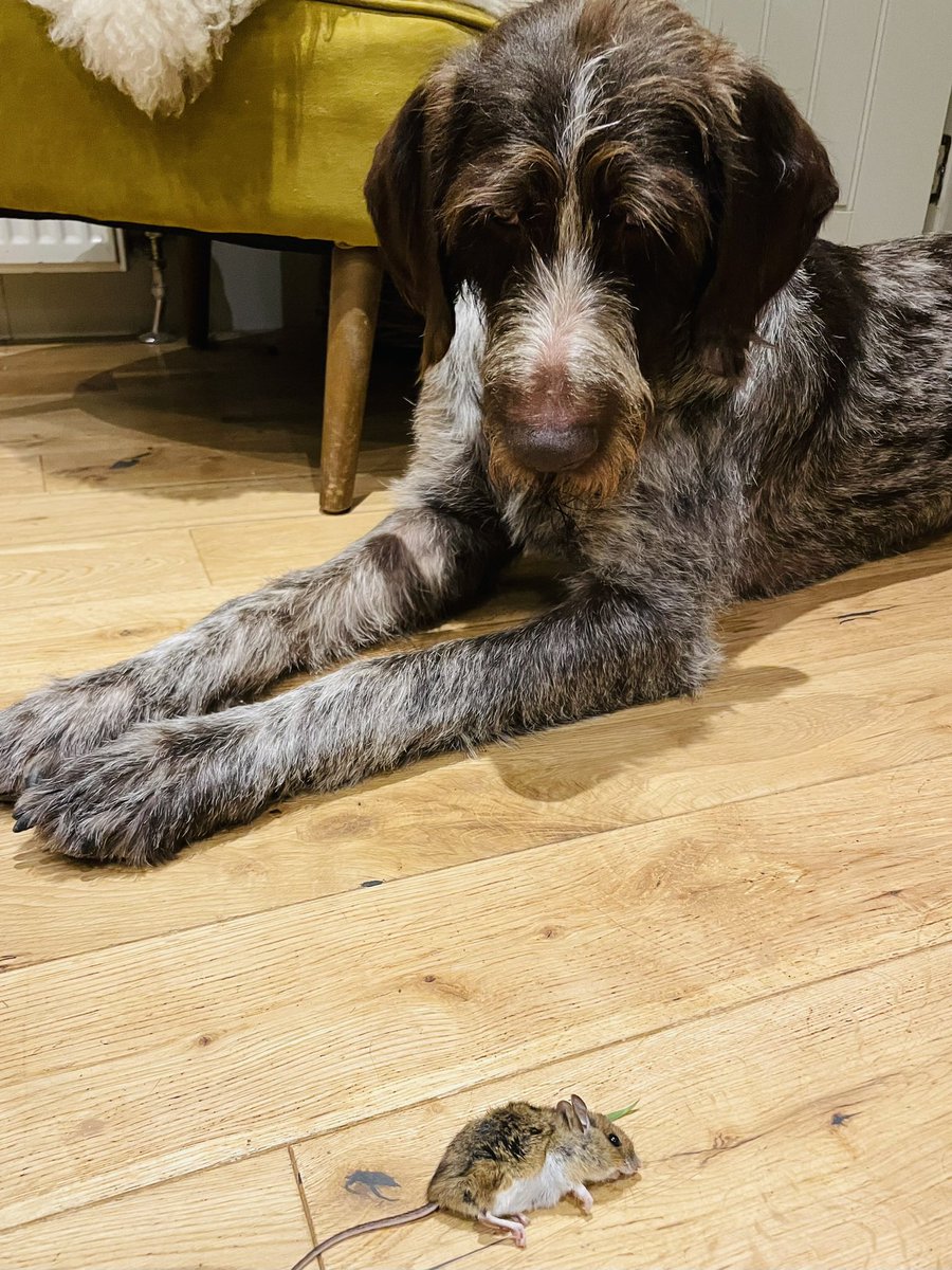 SarahWood71's tweet photo. @Crufts Definitely the German Wire-haired Pointer❤️🙈 https://t.co/FZVgETBUqK