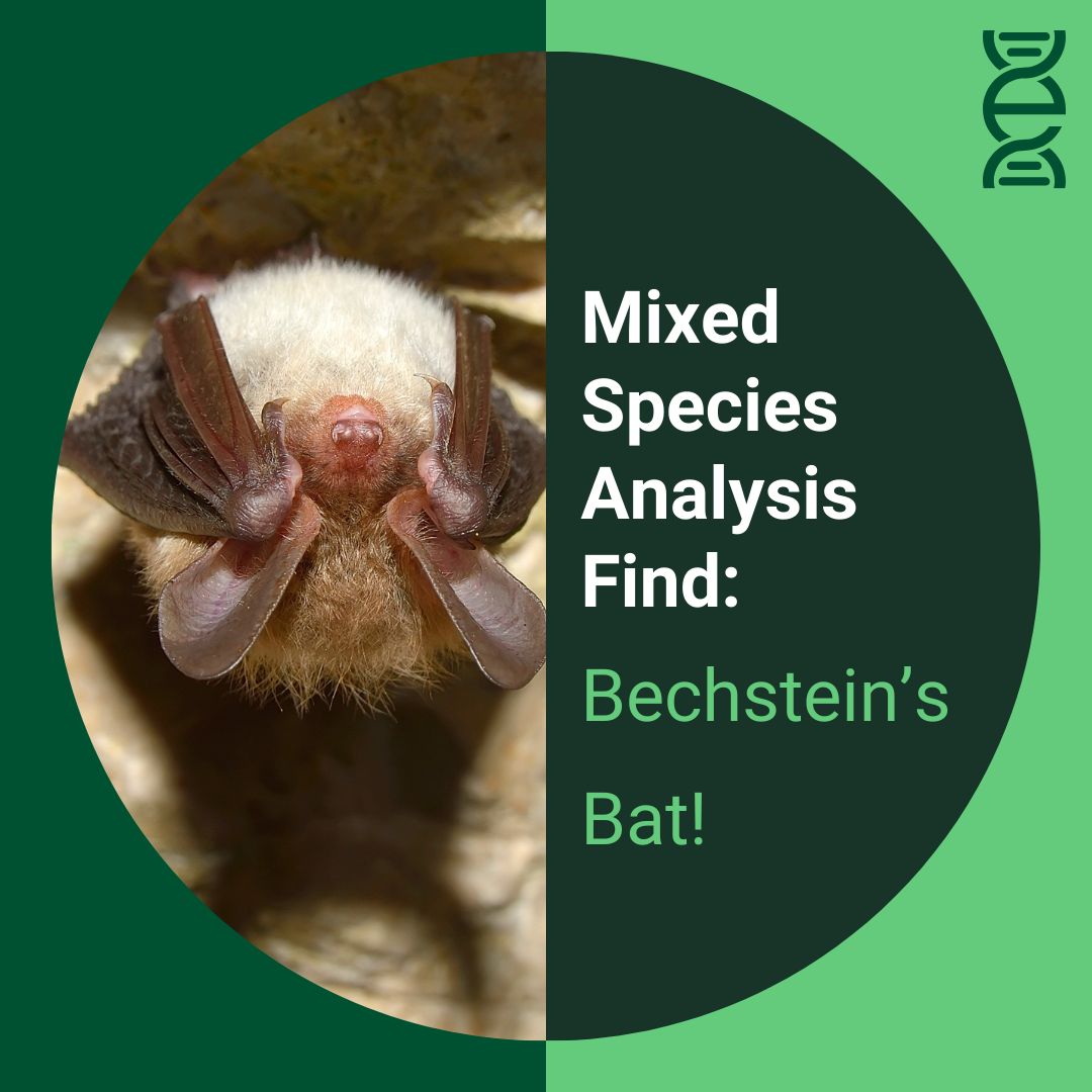 Well here's an interesting find! Samples sent to us @EcotypeGenetics turned out to be a rare Bechstein's bat. In a BUILDING. Bang in the middle of Bechstein's territory, but this species usually lives in trees. Just shows what you can discover from a pile of poo! #bats @_BCT_ 🦇