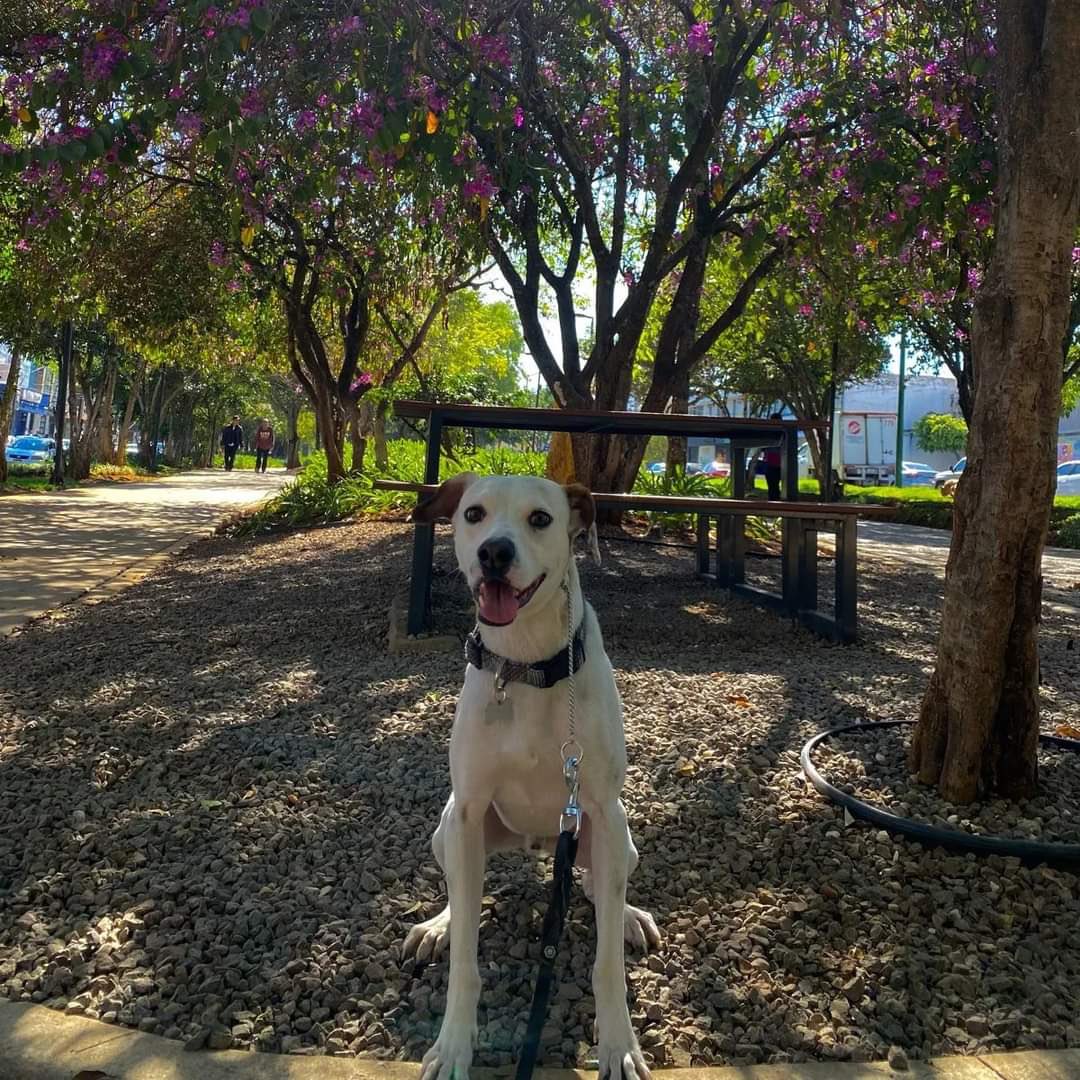 Galeanilla tweet media