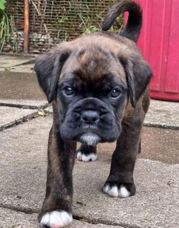 Boxer Lovers tweet media