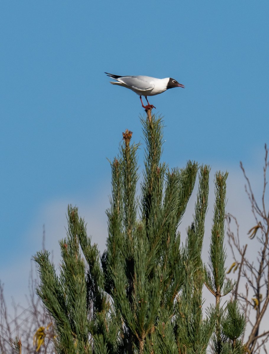Not your usual passerine <a href="/NorthCaveWet/">North Cave Wetlands</a> earlier this week. <a href="/nybirdnews/">NorthYorksBirdNews</a> <a href="/yorkshirewild/">Steve Farley</a>