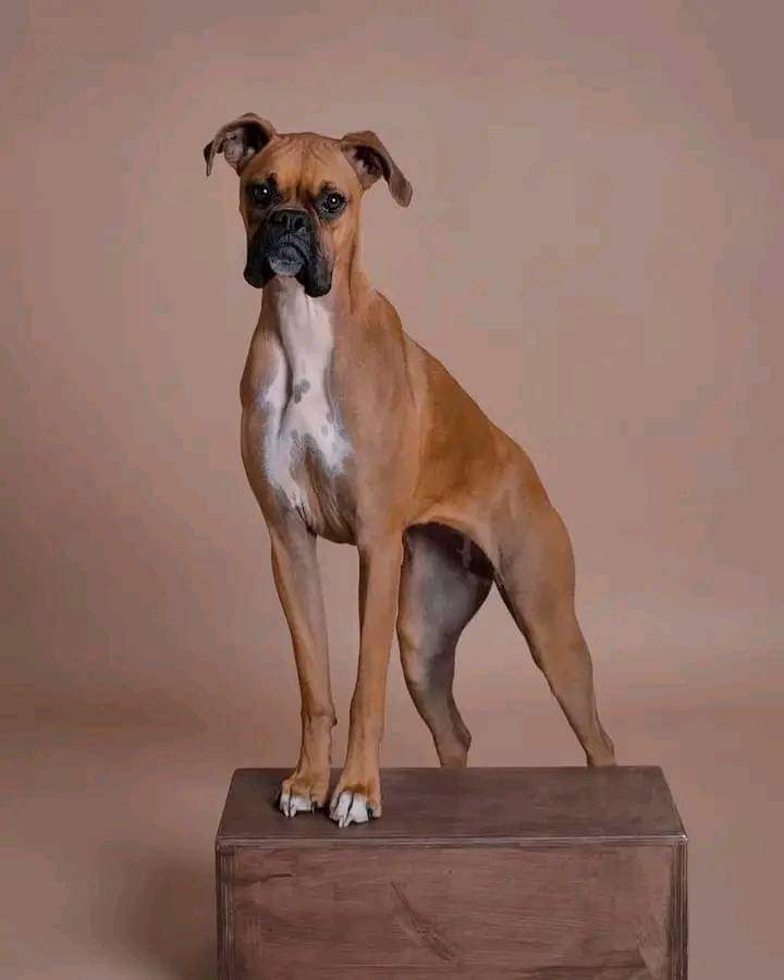 Boxer Lovers tweet media