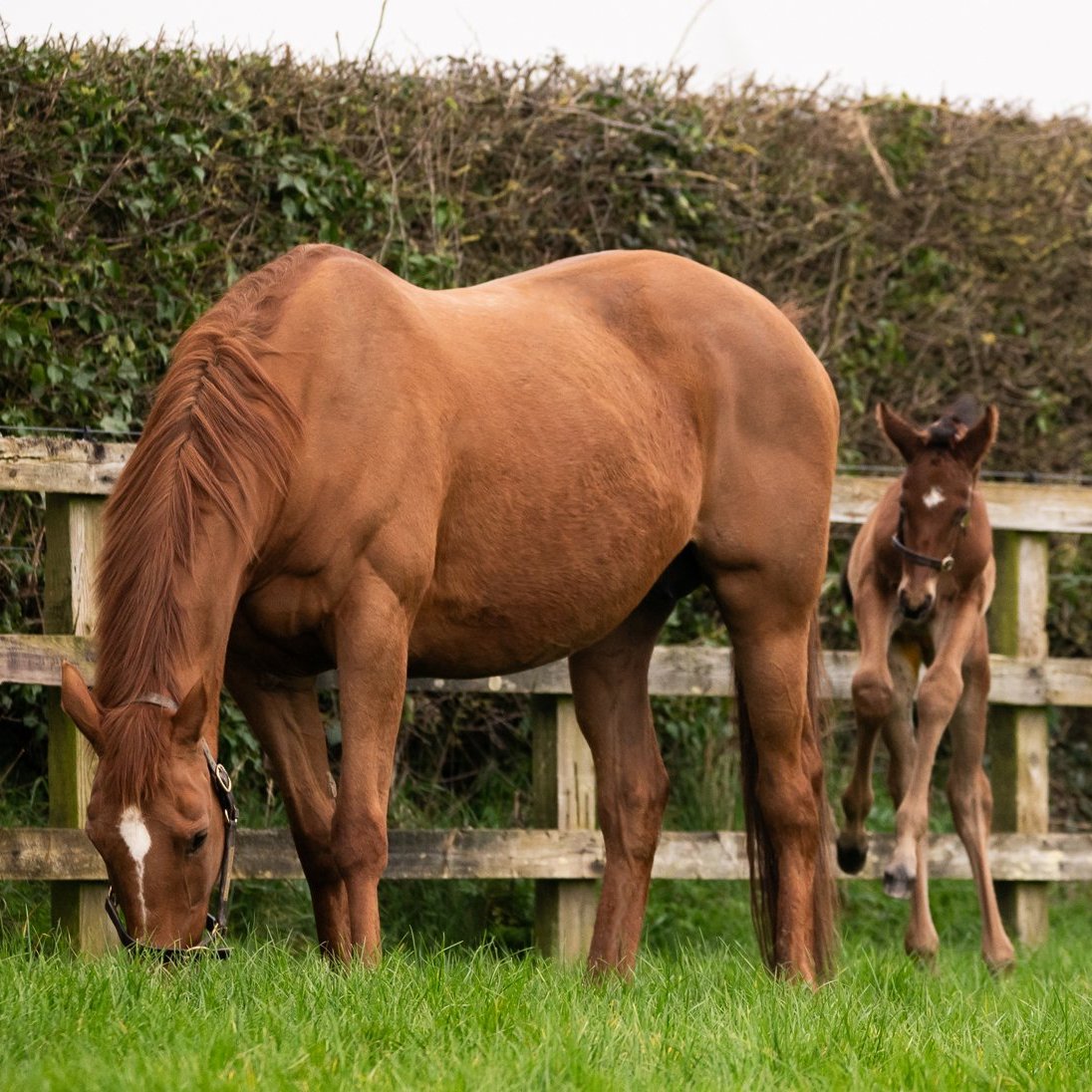 AtTheRaces's tweet image. Annie Power and her Walk In The Park colt born earlier this week! 🩷 @coolmorestud
