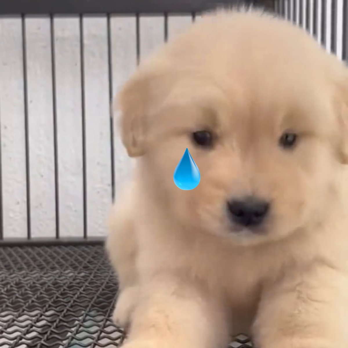 takemybear 🐶 tweet media