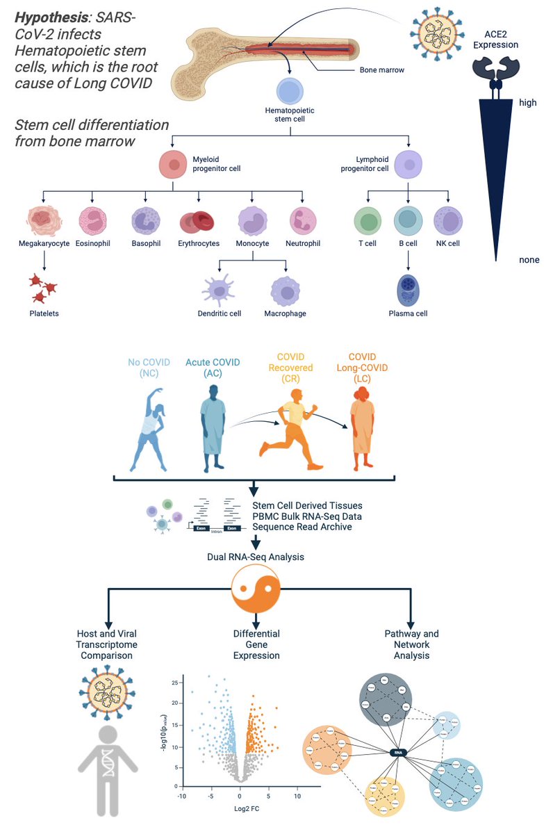 Very interesting poster from @UCSF & @uhmanoa on #LongCovid:

SARS-CoV-2 infects hematopoietic stem cells, which is proposed as the root cause of Long COVID.

croiconference.org/wp-content/upl…