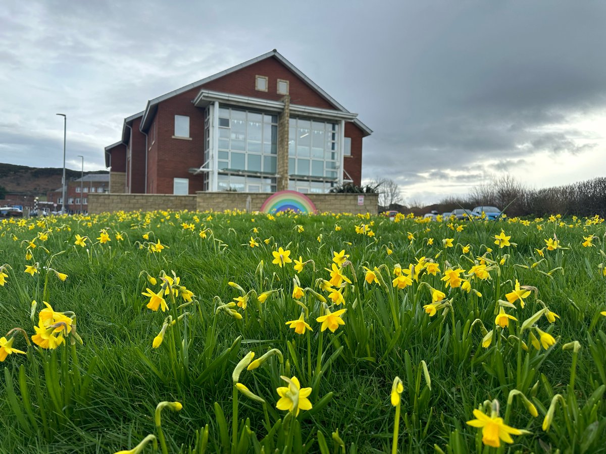 Treuliodd <a href="/RotaryLlandudno/">RotaryClub-Llandudno</a> bron i bythefnos ym misoedd gaeaf 2023 yn plannu bron i 6,000 o fylbiau cennin pedr yn Ysbyty Llandudno, ac o’r diwedd maent wedi dechrau blodeuo ar gyfer y gwanwyn. Diolch yn fawr iawn!