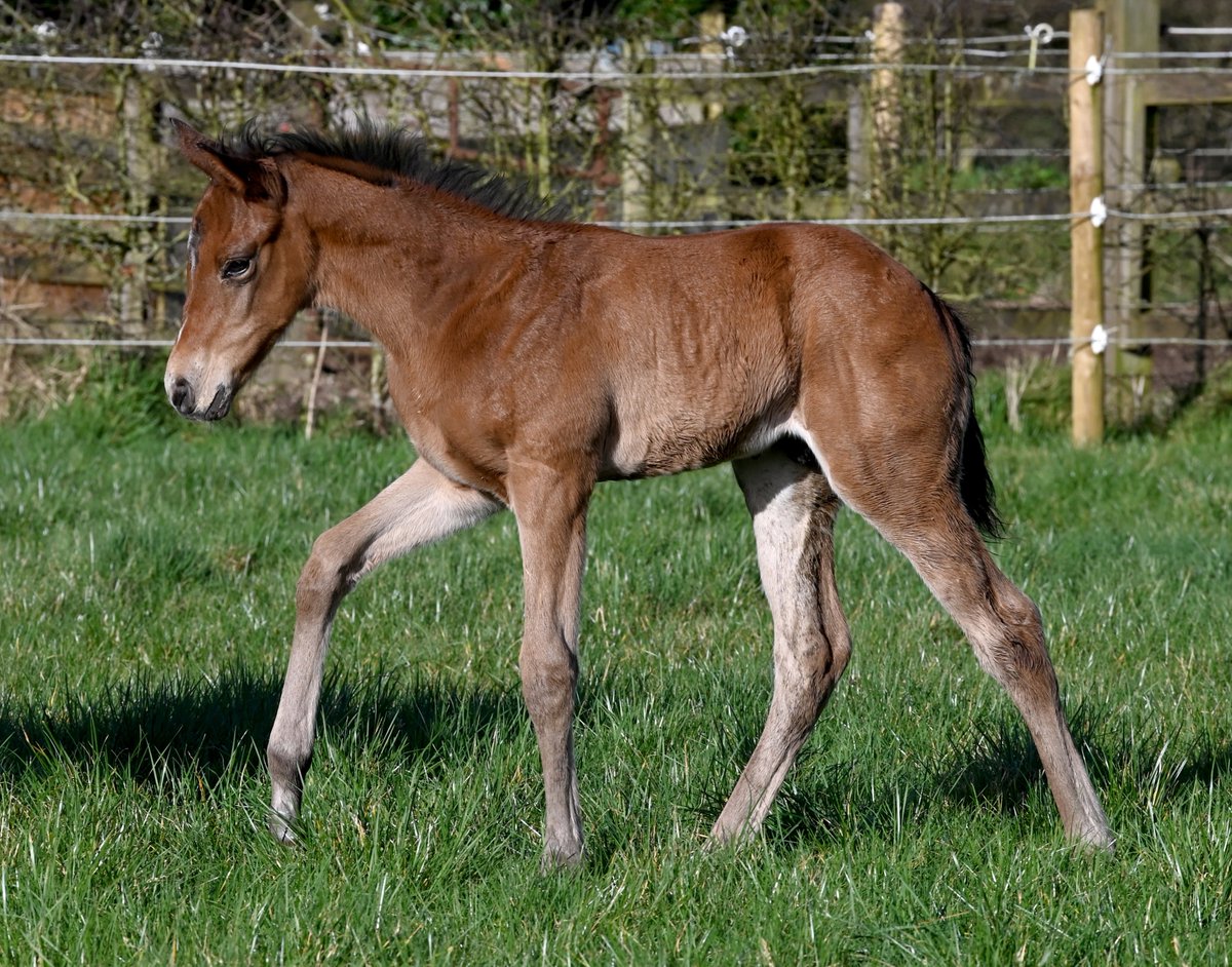 Claire Goodwillie (@claire_goodad) on Twitter photo For Foal Friday, take a look at these four stunners by <a href="/RathbarryStud/">Rathbarry & Glenview</a> State Of Rest. Pure quality ๐ For Foal Friday, take a look at these four stunners by <a href="/RathbarryStud/">Rathbarry & Glenview</a> State Of Rest. Pure quality ๐