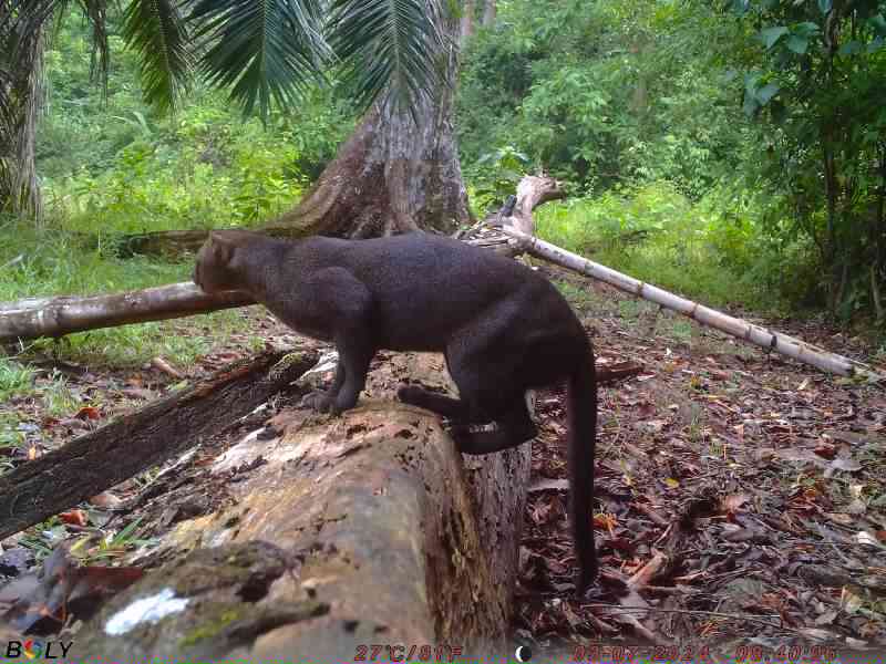 We received this excellent Jaguarundi picture from our cell camera in Costa Rica yesterday. They are elusive wild cats that are related to Pumas. They eat birds and iguanas and just about anything else that they can catch.