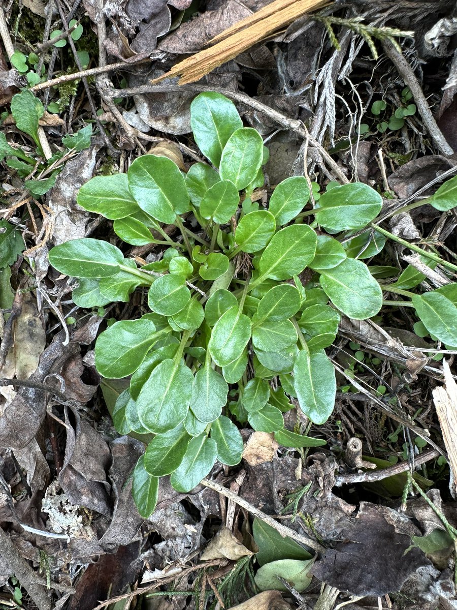 The gettin is good on the Wintercress right now y’all. These young leaves are fairly easy to spot & ID among the leaf litter & they hit like a mug. They’re nutritious, too. High in vitamin C & antioxidants. #dirtmagic