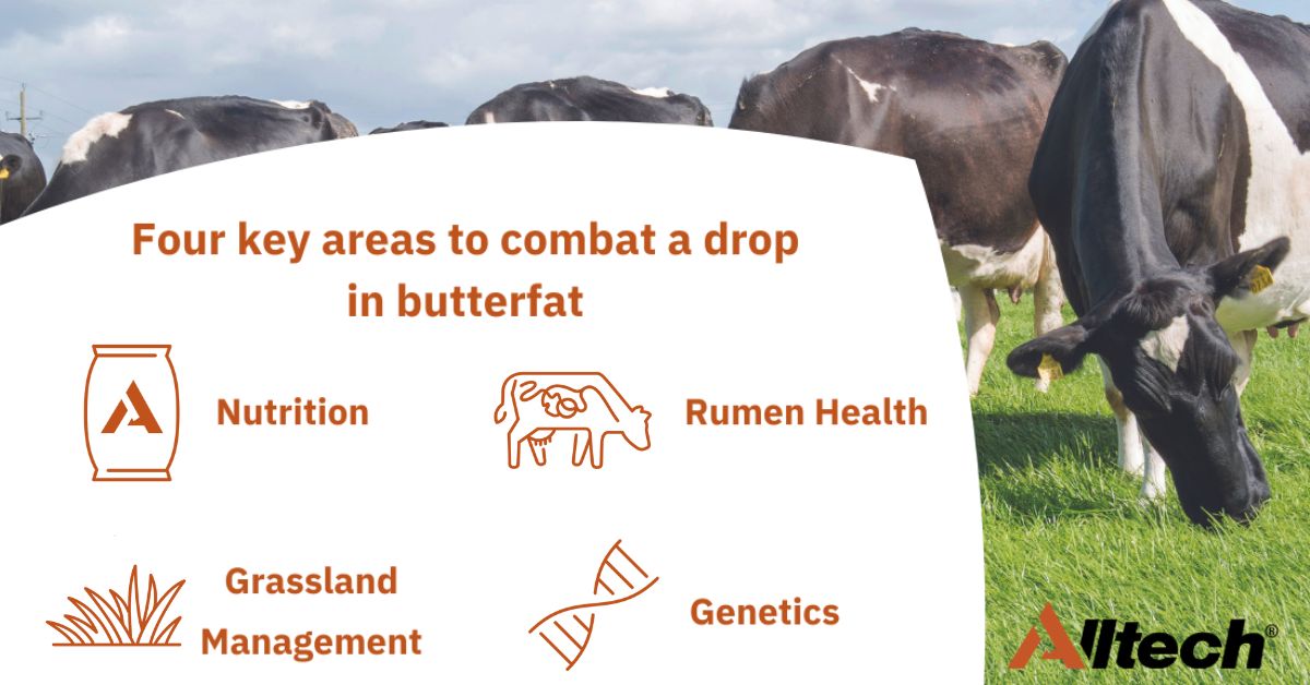 The #InTouch nutrition team focus on 4⃣ key areas to combat a drop in butterfat, including ✅Nutrition ✅Rumen health ✅Grassland management ✅Genetics Learn more here👉 bit.ly/3JI016i