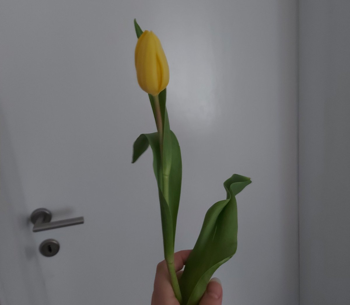 got a flower at work 🥺🌷