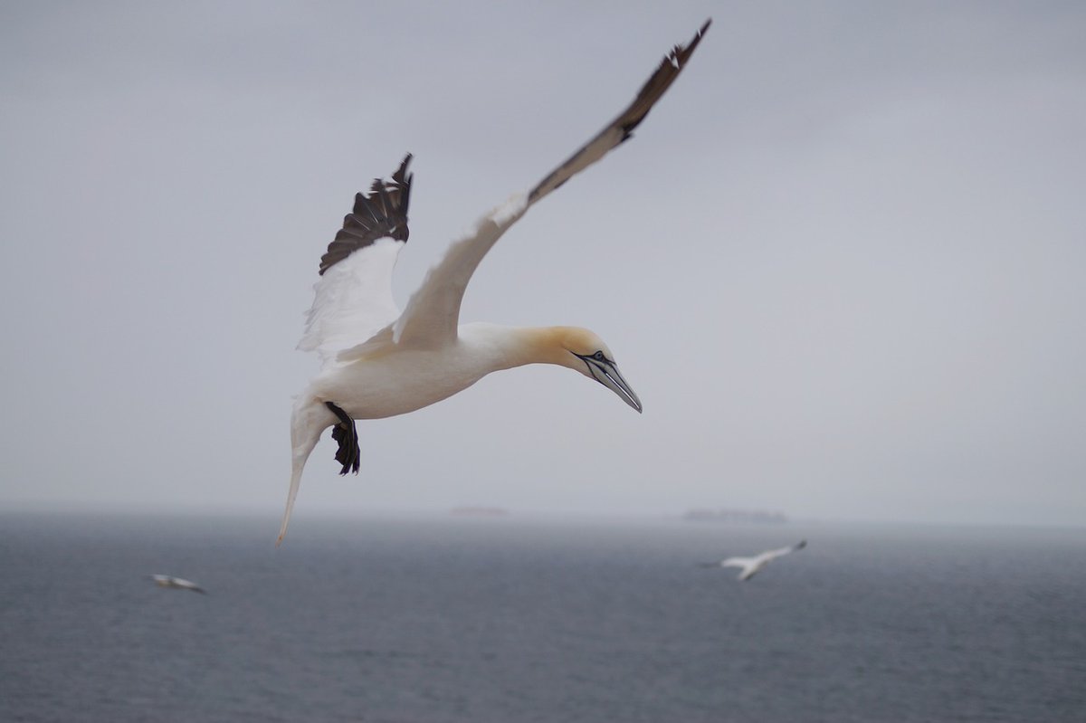 #WeAreSeeking a Marine Ornithologist bit.ly/JNCCjob202408 to carry out a range of projects & functions with an overall objective of contributing to provision of advice regarding conservation of marine birds in waters around the UK. Closing date 1 Apr 2024 #Marine #Ornithology